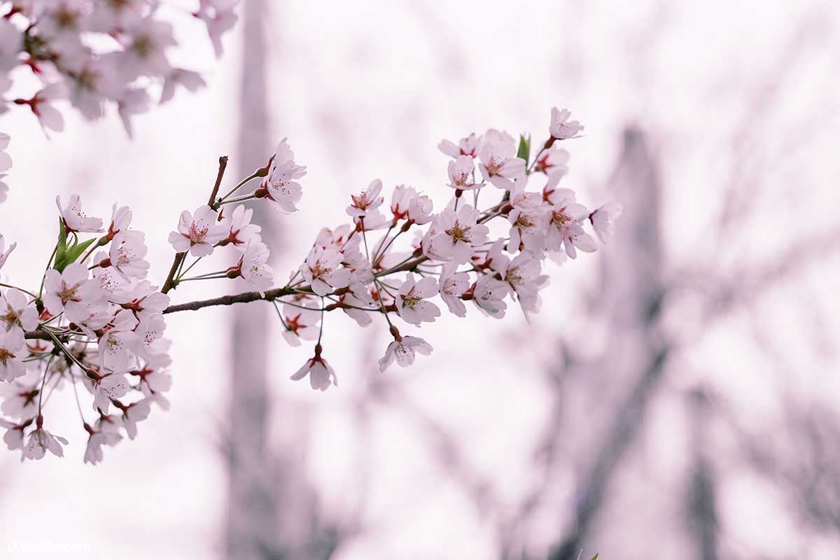 Social Distance New York City