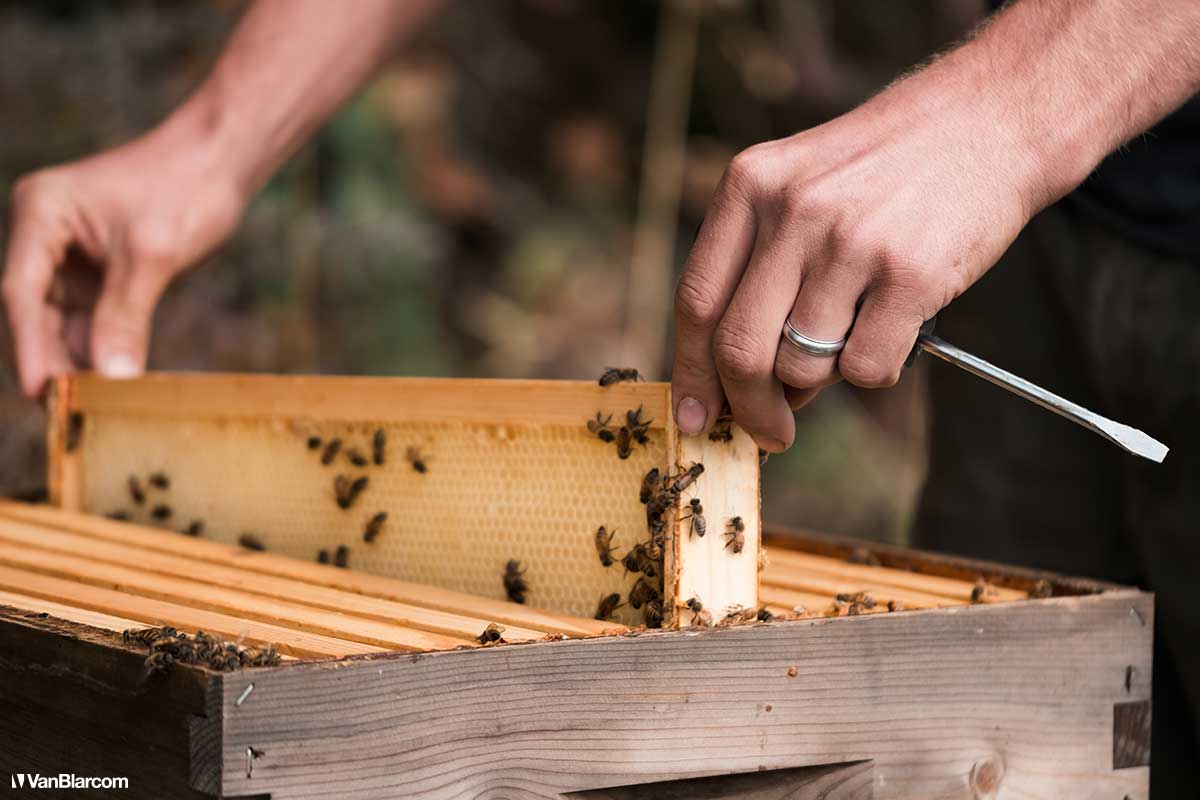 Peterson Farm Apiary