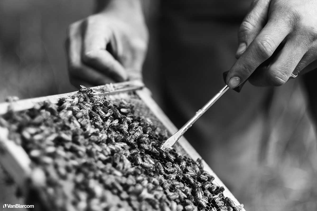 Peterson Farm Apiary