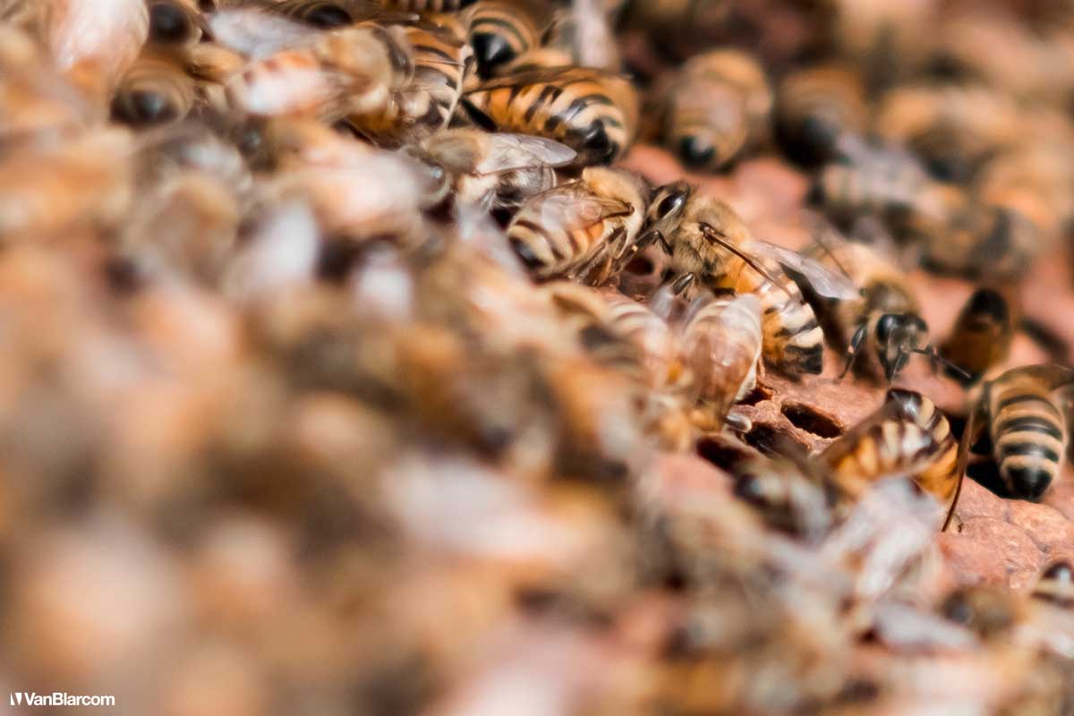 Peterson Farm Apiary