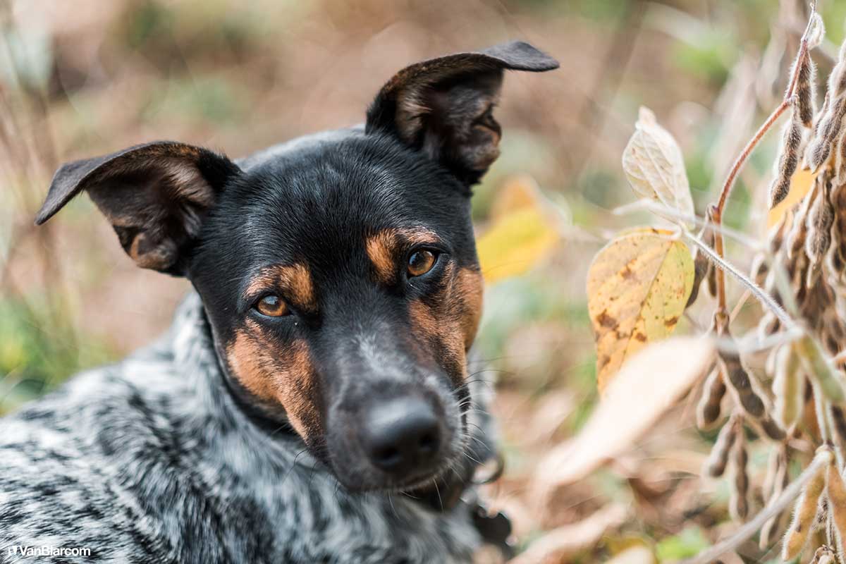 Peterson Farm Apiary