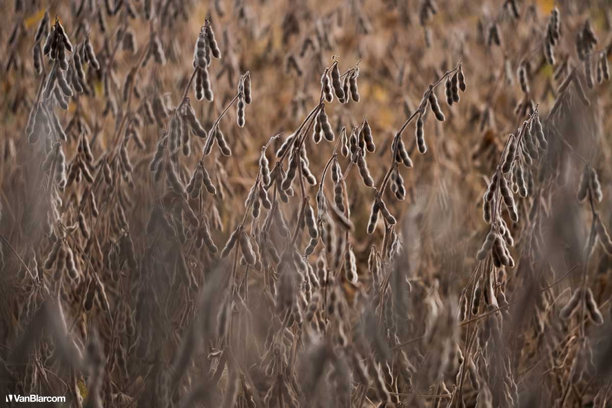 Peterson Farm Apiary