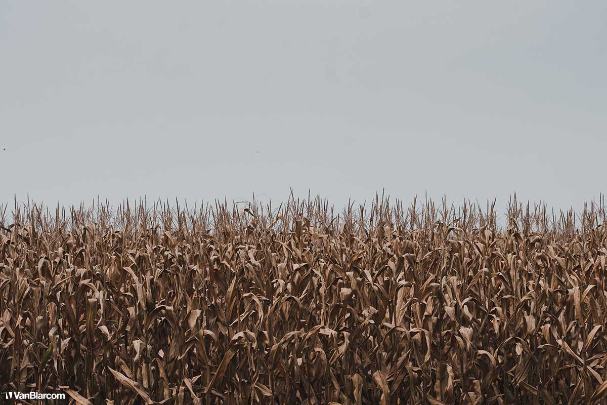 Peterson Farm Apiary