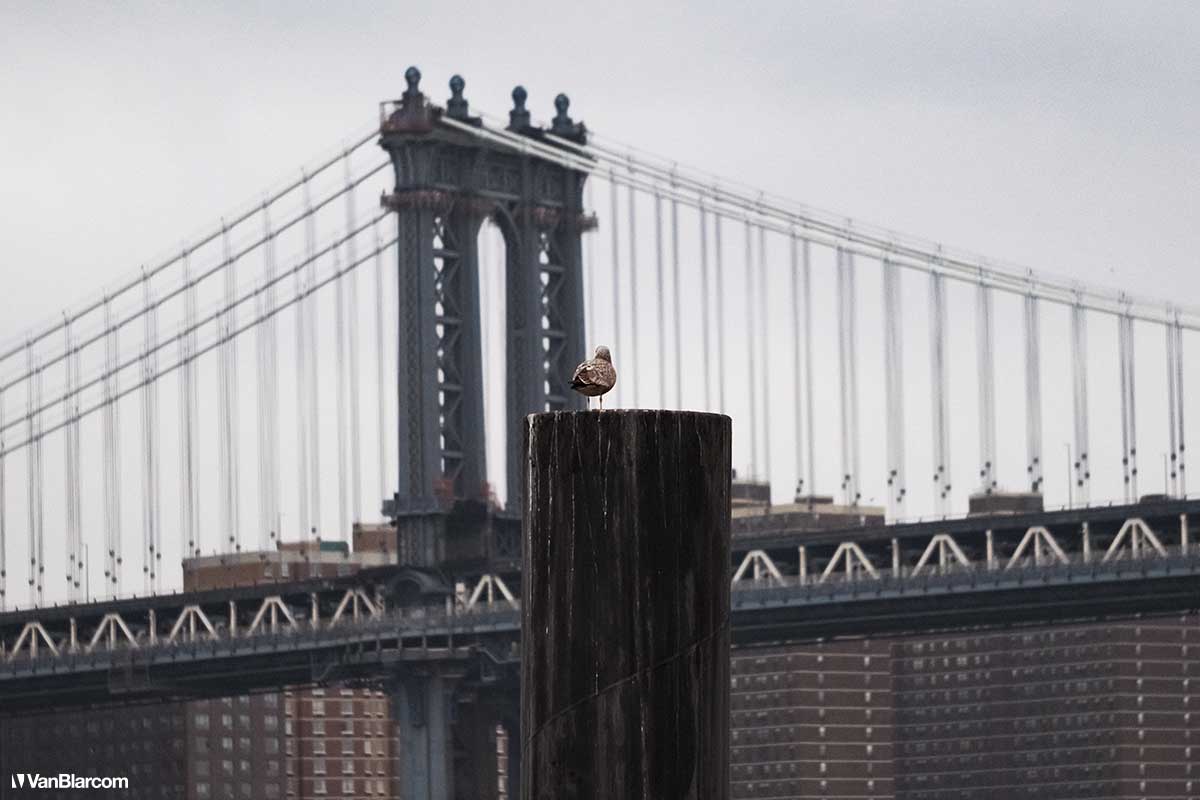 Brooklyn Bridge Park
