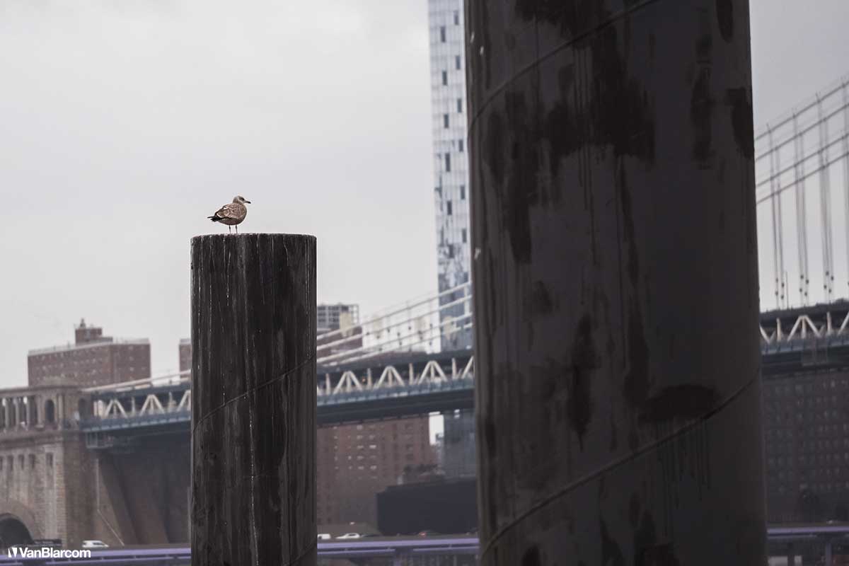 Brooklyn Bridge Park